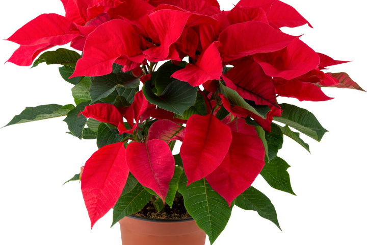 Poinsettias - Florissimo (Rieu)
