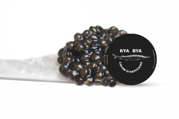 Siberian Sturgeon Baeri N°1 - Anamalanga Origin: Madagascar - KYA BYA CAVIAR CLUB