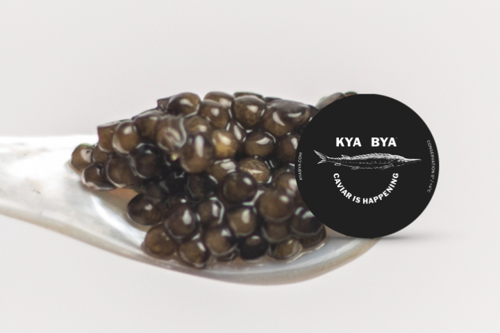 Russian Sturgeon Oscietra N°4 - Antioquia Origin: Uruguay - KYA BYA CAVIAR CLUB