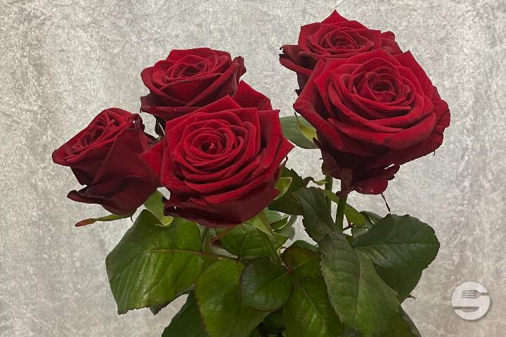 Bouquet de 5 roses - Sylna Fleurs