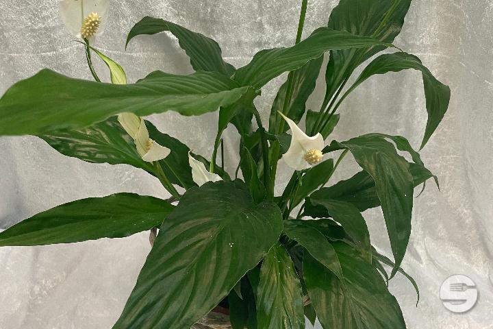 Spathiphyllum dans cache-pot en osier - Sylna Fleurs