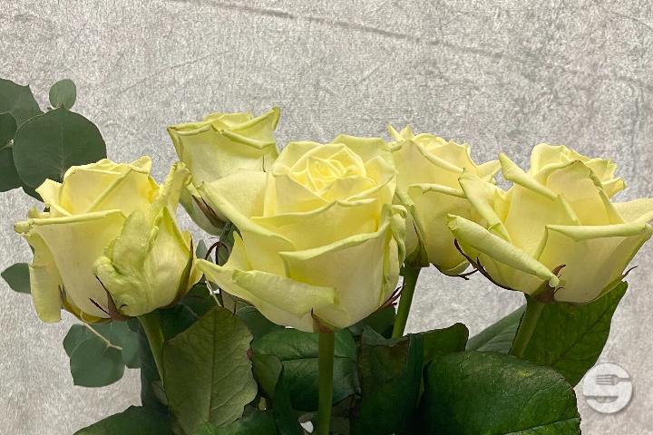 Bouquet de 5 roses blanches - Sylna Fleurs