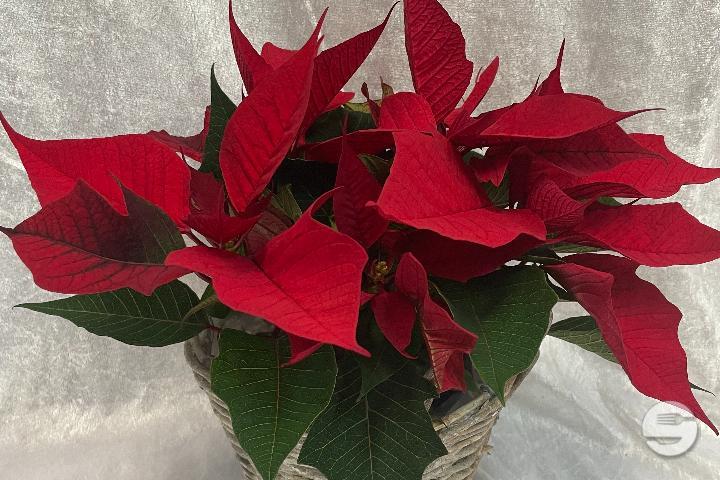 Petite étoile de Noël rouge dans un cache pot en osier - Sylna Fleurs