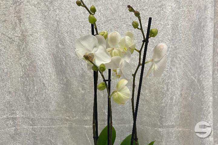Orchidée blanche avec cache-pot - Sylna Fleurs