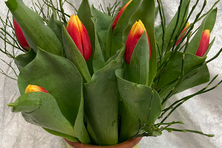 Bouquet de 10 tulipes - Sylna Fleurs