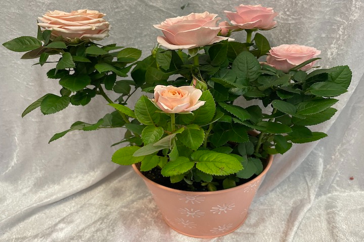 Petit Rosier - Sylna Fleurs