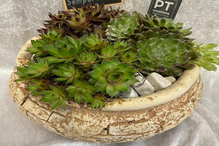 Terrine de Plantes Grasses - Sylna Fleurs