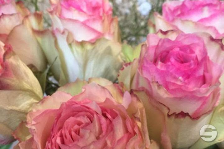 Pink Roses - Atelier Végétal