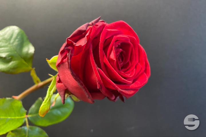 Red Rose Naomi - Rivieraflor