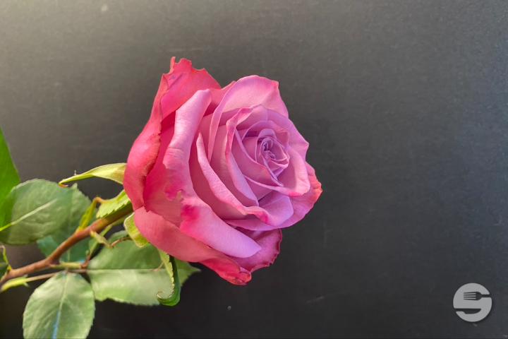 Pink Rose - Rivieraflor
