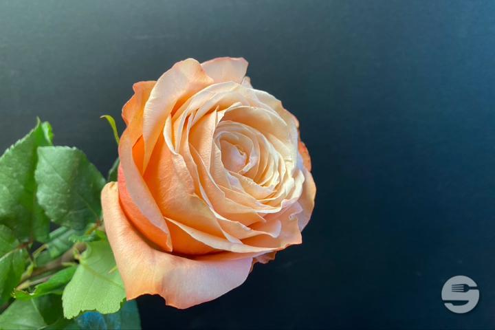 Orange Rose