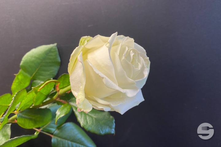 White Rose - Rivieraflor