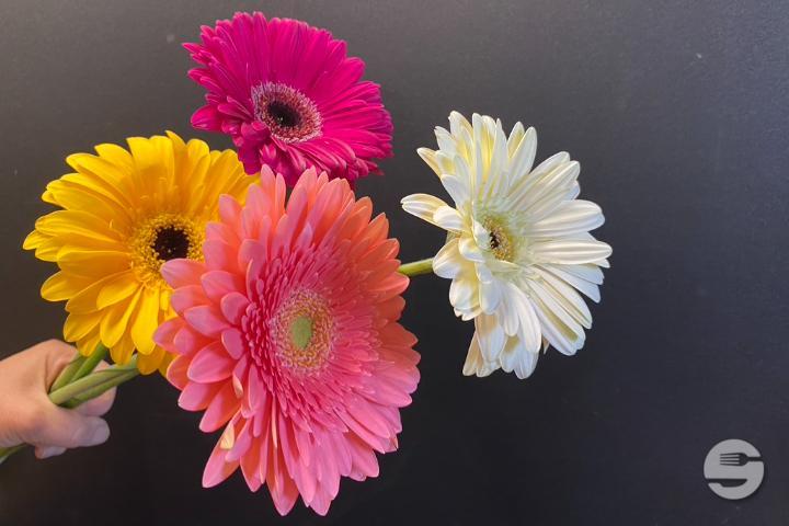 Gerbera