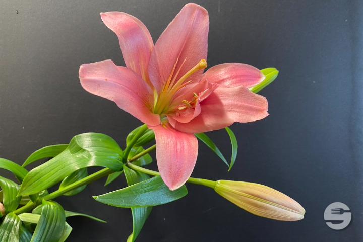Pink Lily - Rivieraflor