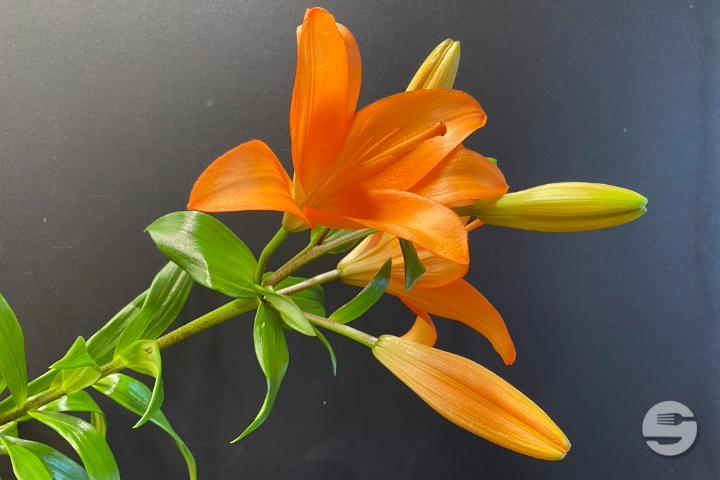 Orange Lily - Rivieraflor