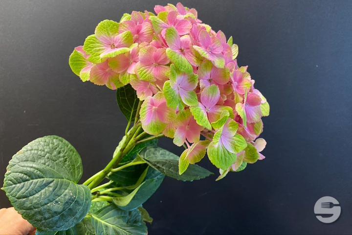 Pink Hortensia - Rivieraflor