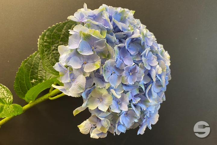 Blue Hortensia - Rivieraflor