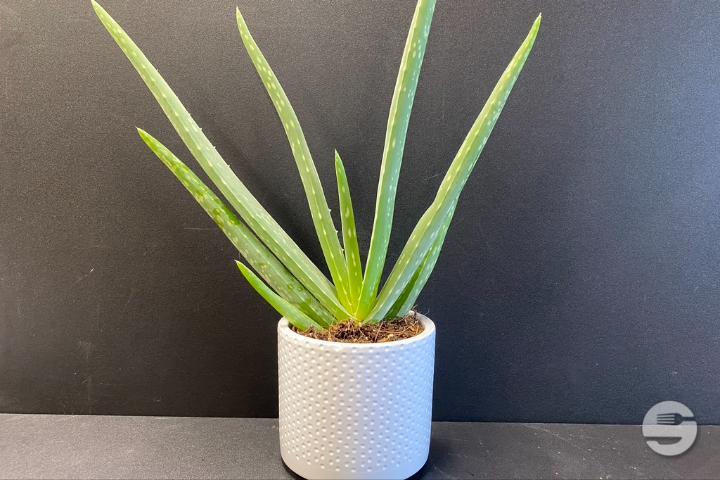 Aloe Vera Plant - Rivieraflor