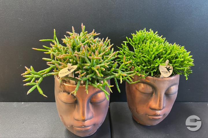 Greasy Plant - Rivieraflor