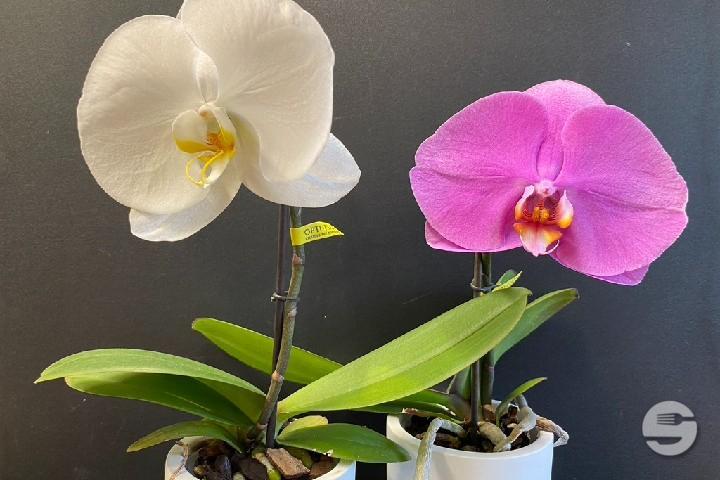 Singolo Orchid - Rivieraflor