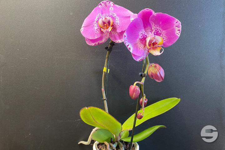 Pink Orchid - Rivieraflor