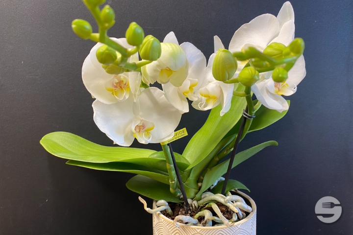 White Orchid - Rivieraflor