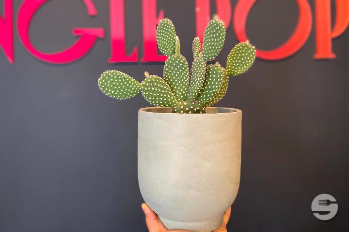 Cactus - Jungle Pop