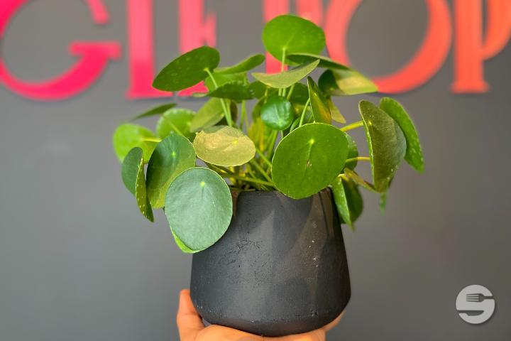 Pilea - Jungle Pop