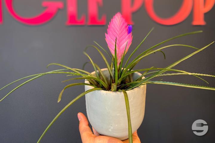 Tillandsia - Jungle Pop