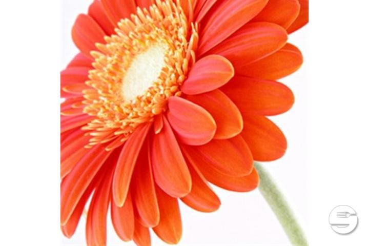 Thank You - Thalie Fleurs
