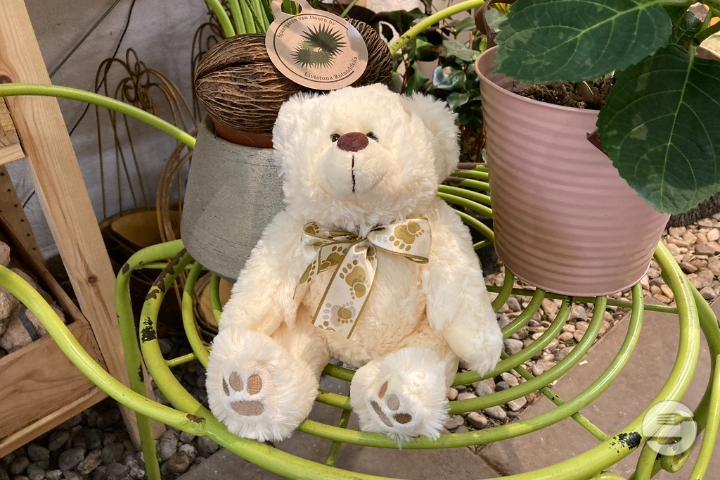 White Teddy Bear - Thalie Fleurs
