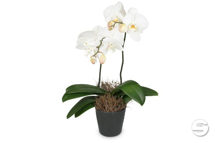 White Orchid in Cache-Pot - Thalie Fleurs