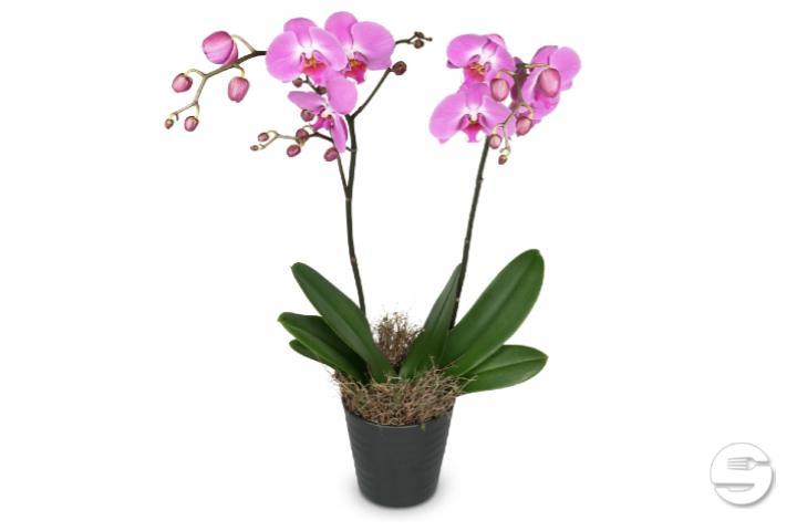 Pink Orchid in Cache-Pot - Thalie Fleurs