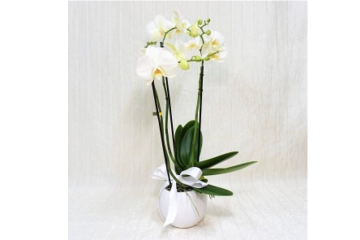 Orchidea Phalaenopsis Maistro - Fiorista Della Santa
