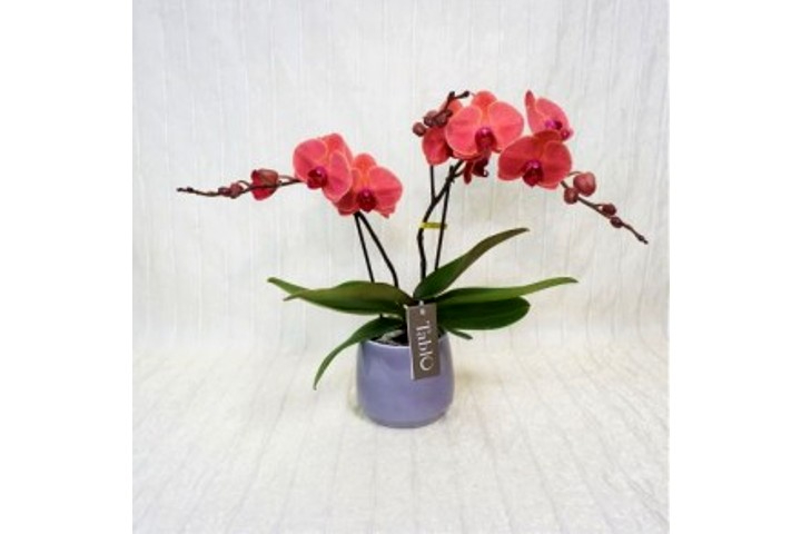 Asian Coral - Fiorista Della Santa