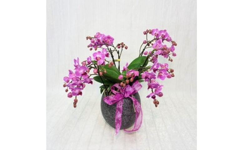 Orchidea a fiore piccolo - Fiorista Della Santa