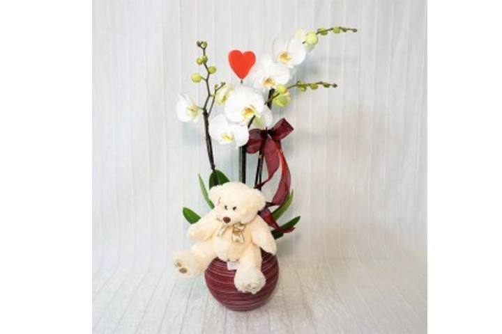 Orchidea degli Innamorati - Fiorista Della Santa