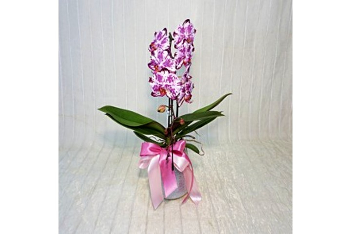 Orchidea Formidablo - Fiorista Della Santa