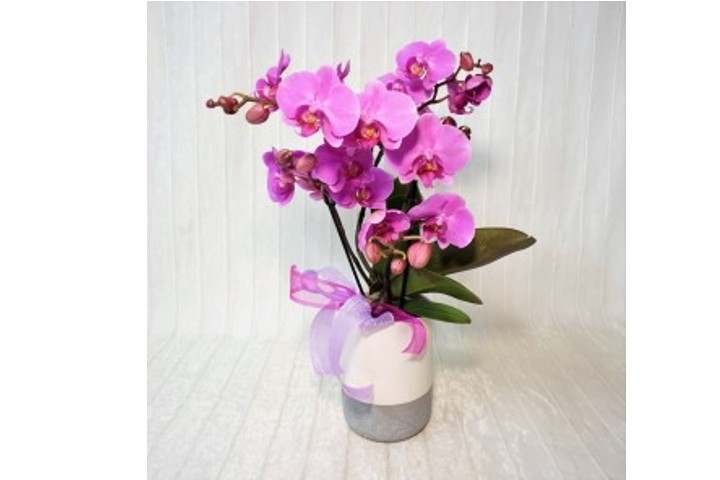 Orchidea Wave rosa - Fiorista Della Santa