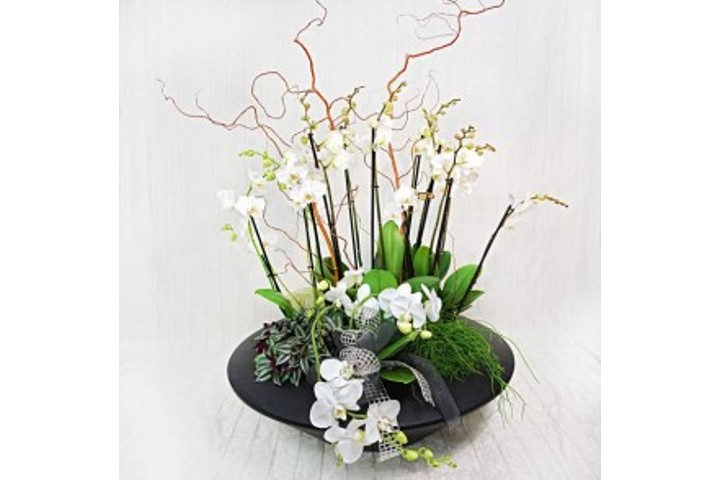 Elegante Composizione di Orchidee - Fiorista Della Santa