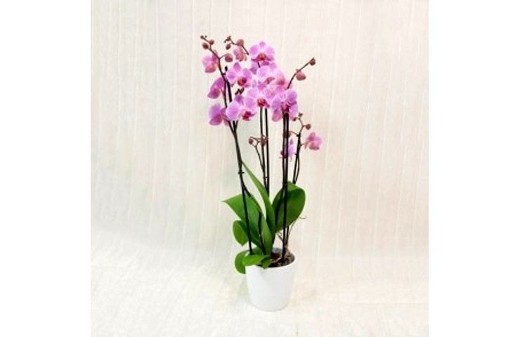 Orchidea Phalaenopsis Rosa/Lilla - Fiorista Della Santa