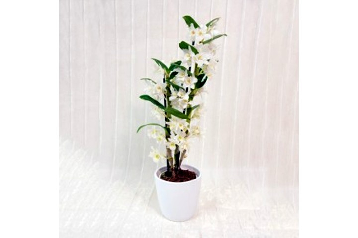 Orchidea Dendrobium - Fiorista Della Santa