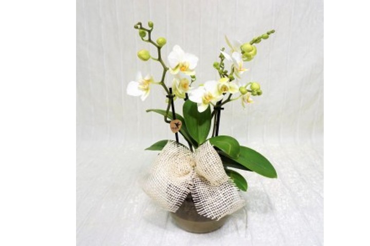 Piccola Orchidea - Fiorista Della Santa