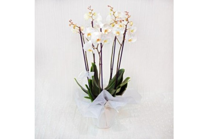 Orchidea Extra - Fiorista Della Santa