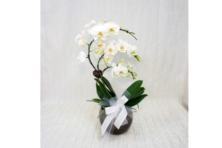 Orchidea a Ventaglio - Fiorista Della Santa