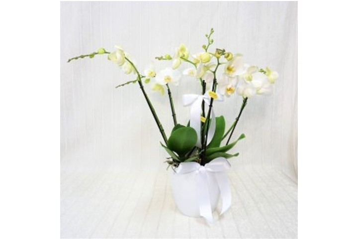 Orchidea Maistro Deluxe - Fiorista Della Santa