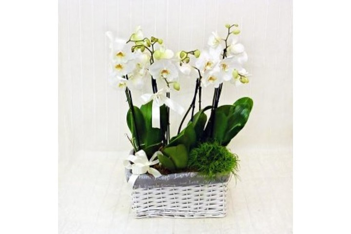 Composizione di Orchidee - Fiorista Della Santa