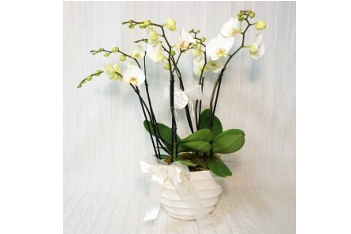 OrchiBest - Fiorista Della Santa