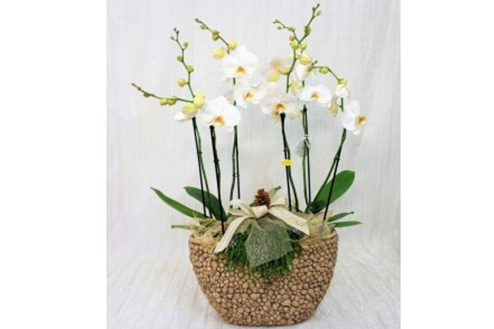 Orchidee in Vaso in Ceramica - Fiorista Della Santa