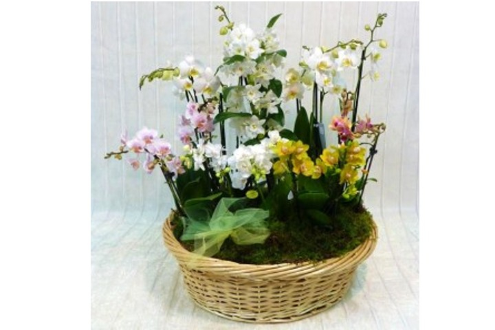 Cesto di Orchidee Deluxe - Fiorista Della Santa